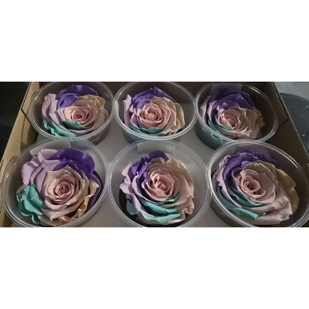 Preserved Roses Forever Roses 6 Pack Multi Color XL Ecuador - Picture 2 of 8